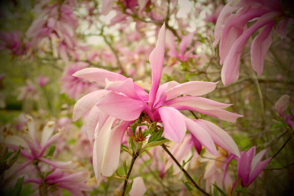 Magnolia In Full Bloom at Orange County Arboretum by Odegard Photography